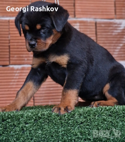 Ротвайлери , снимка 9 - Ротвайлер - 52298947