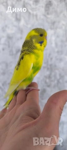 Изложбено вълнисто бебе