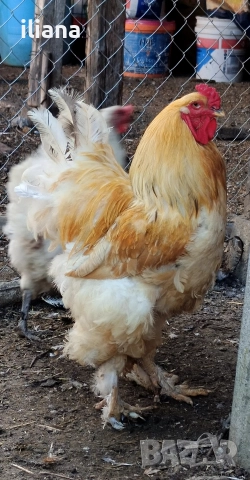 Продавам петли Брама, снимка 5 - Кокошки и пуйки - 52932858