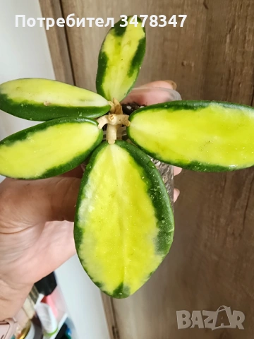 Хоя Verticillata/ex.Acuta variegata