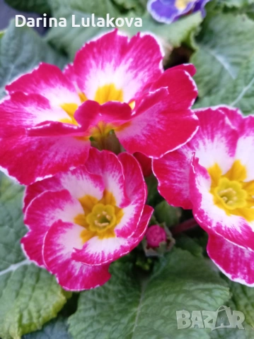 Иглика , снимка 3 - Градински цветя и растения - 53414919