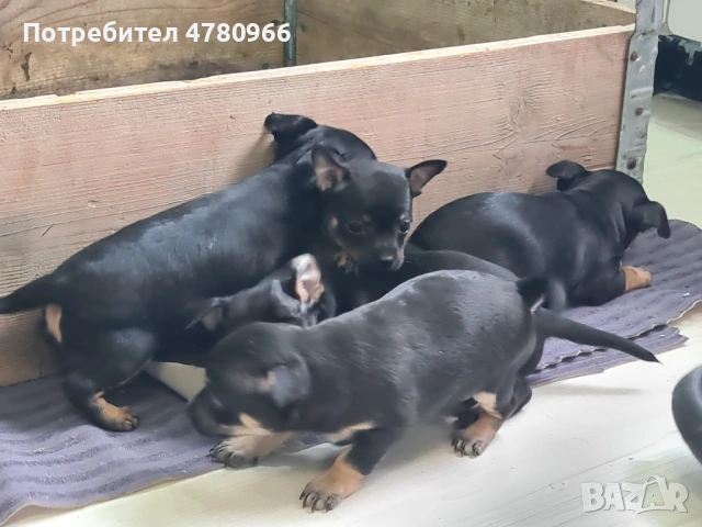 Продавам пинчери , снимка 5 - Пинчер - 54012390