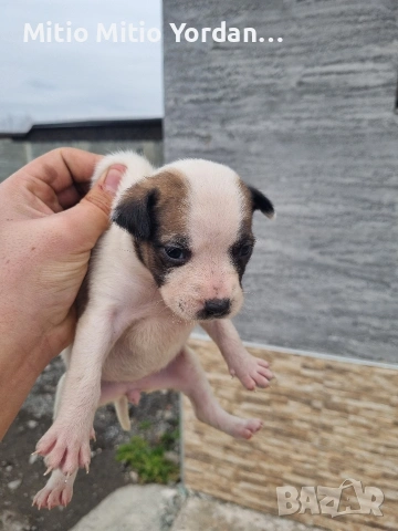 Продавам малки Американски питбула по на 30 дена, снимка 5 - Питбул - 53472374