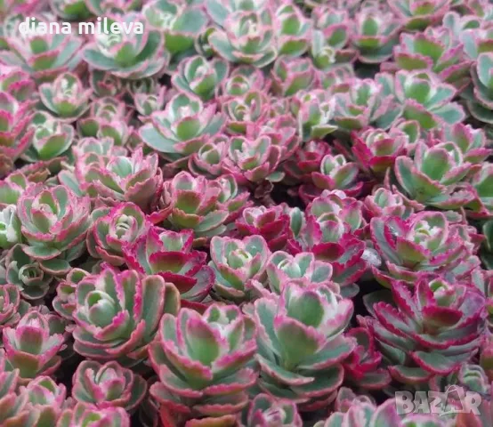 Седум Триколор, Sedum Spurium Tricolor, снимка 2 - Градински цветя и растения - 49945477