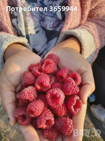 🌱 Качествен Разсад Ягоди и Малини – Директно от Производител!, снимка 4 - Разсади - 53638366