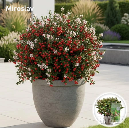 Чилийска гуава-(Ягодова мирта), снимка 2 - Градински цветя и растения - 53918152