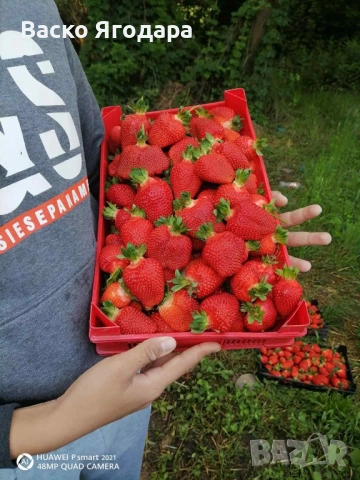 Продавам качествен  разсад ягоди и малини , снимка 2 - Разсади - 53751600