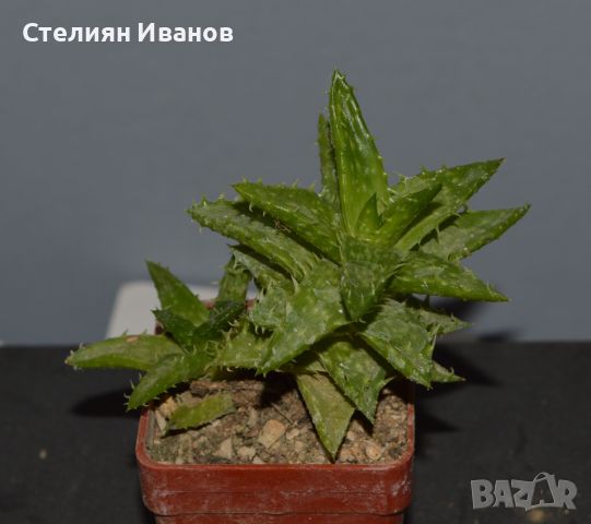 Алое (Aloe juvenna), снимка 1 - Стайни растения - 37398896