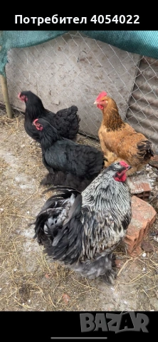 Продава се кокошки брами, снимка 2 - Кокошки и пуйки - 53736567