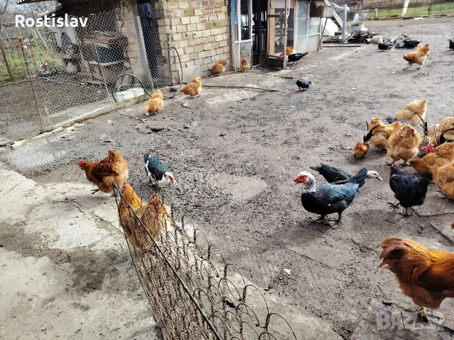 породисти кокошки , снимка 7 - Кокошки и пуйки - 53486745