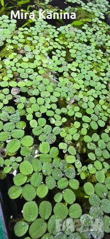 Аквариумно разстение - Salvinia Natans