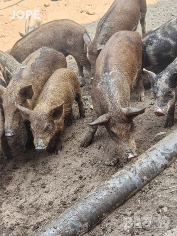 малки прасенца, снимка 5 - Прасета - 52102054