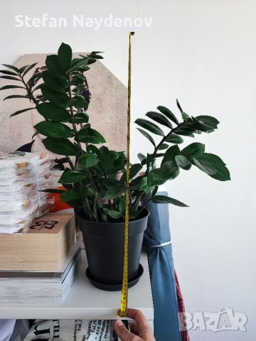 Саксийно растение Zamioculcas zamiifolia (ZZ plant), снимка 2 - Стайни растения - 45455897