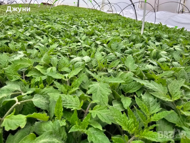 Разсад домати , снимка 3 - Разсади - 53927360