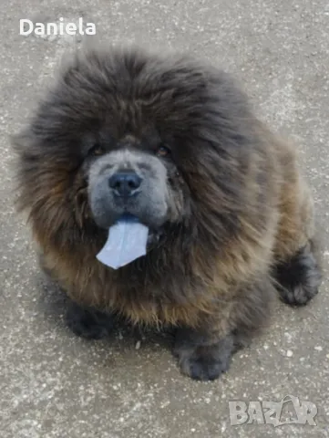 Продава се Сиво Мъжко Чау Чау, снимка 1
