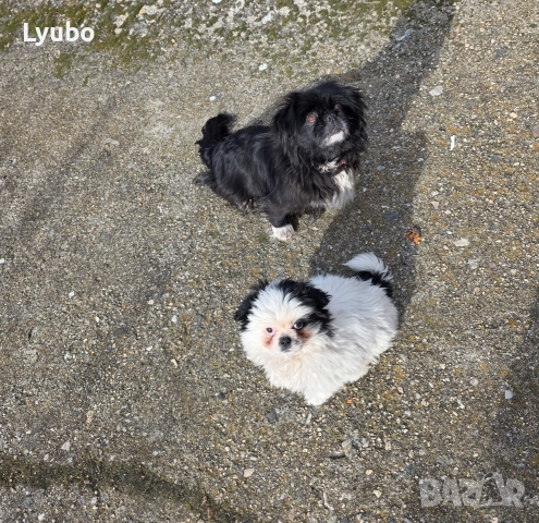 Пекинез , снимка 4 - Пекинез - 52991149