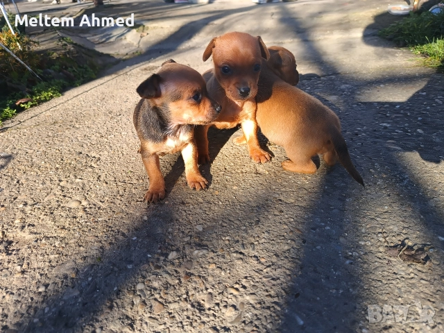 Продавам кучета пинчери , снимка 5 - Пинчер - 52879618