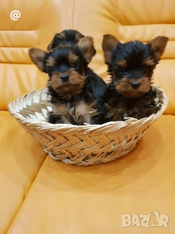 Йоркширски териер йорки Гр. София, снимка 2 - Йоркширски териер - 52665987