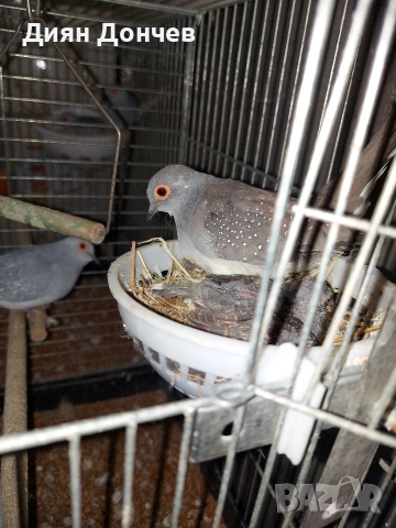 Продавам диамантени гугутки , снимка 2 - други­ - 53971735