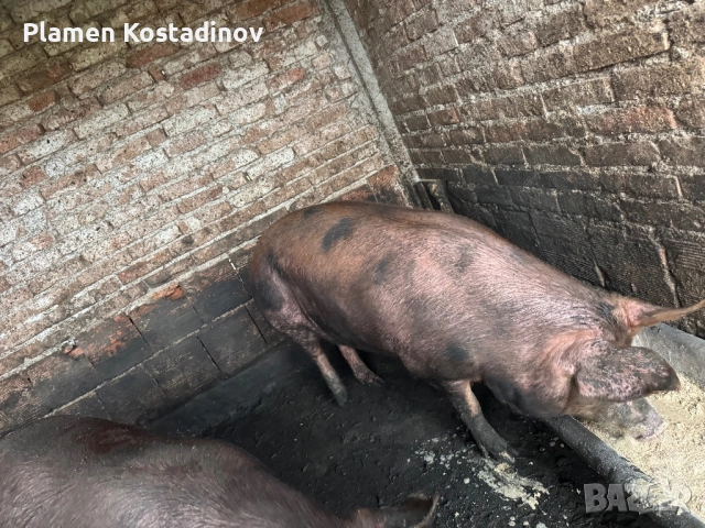 Прасета за клане, снимка 5 - Прасета - 51993295