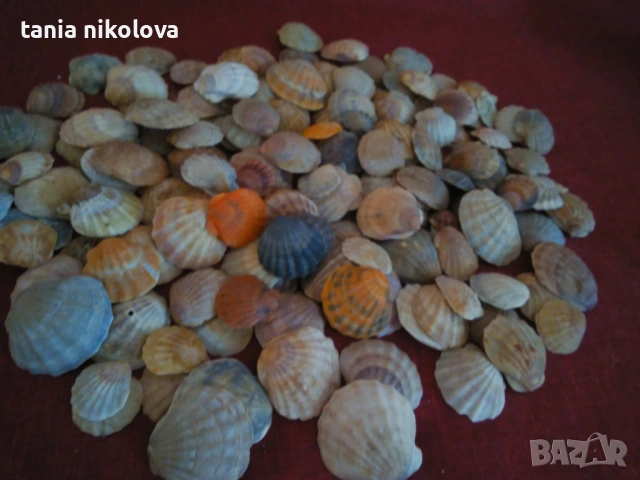 Миди, снимка 3 - Декорация за дома - 45647430