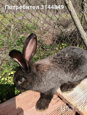 Зайци, снимка 8 - Други животни - 53409268