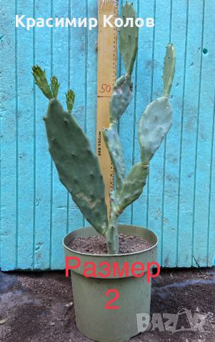 Смокиня индийска, Кактус опунция, Opuntia ficus-indica Etna, екзотични,овощни, снимка 18 - Градински цветя и растения - 29442292