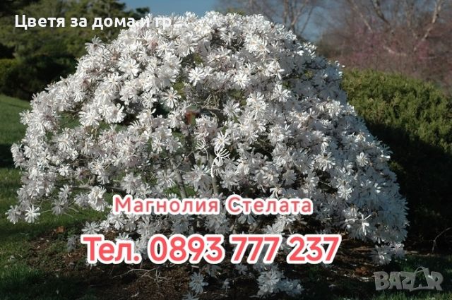 Magnolia Stellata (Магнолия Стелата), снимка 1 - Градински цветя и растения - 46565954