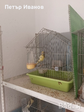 Канарчета млади 2025г. и 2024г.