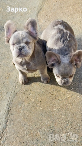Френски булдог, снимка 6 - Френски булдог - 51950911