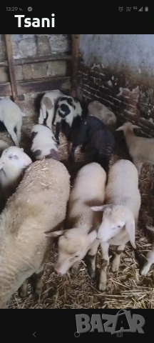 Продавам агнета за великден и Гергьовден.., снимка 3 - Овце - 54065271