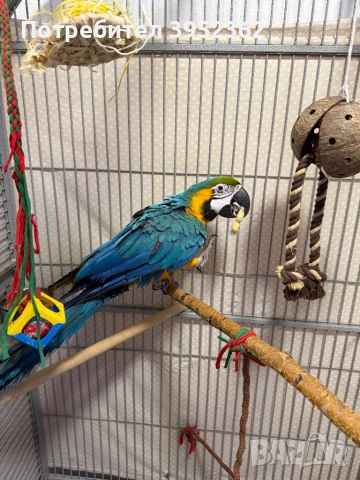 Ара мъжка на , снимка 3 - Папагали - 53218978