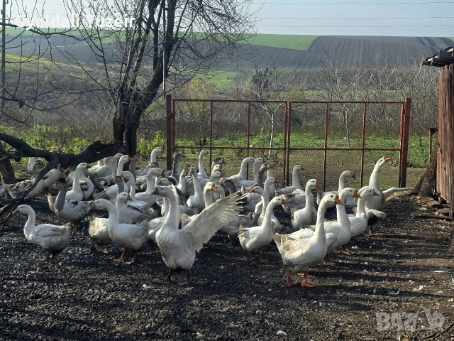 Продавам домашни гъски.