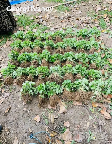 ПРОМО Разсад Ягоди и Малини – най-добрите сортове – директно от производител!, снимка 3 - Други стоки за дома - 53799844