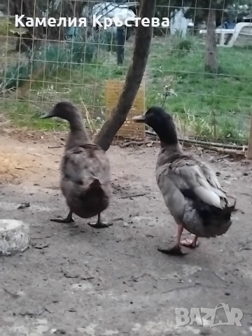 Каки кембъл