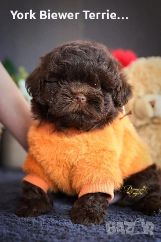 Пудел, малтипу- ексклузивно шоколадово момче!