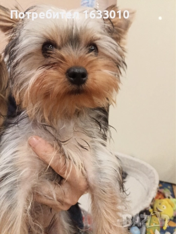 Йоркширски териер. Йорки.