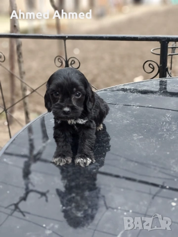 Кокер шпаньол 