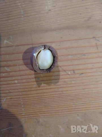 Макадамия с черупка, снимка 3 - Градински цветя и растения - 52864871