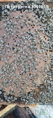 Пчелни майки и отводки-2026г., снимка 7 - За пчели - 50596376