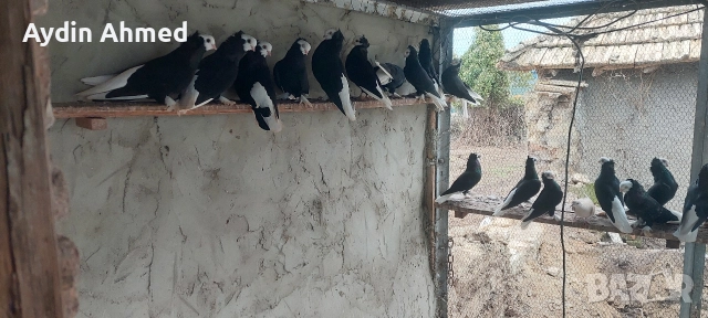 Гълабите са работещи, снимка 2 - Гълъби - 52851709