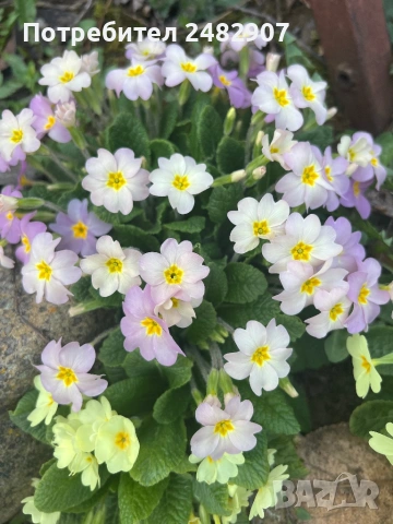 Градинска иглика - корен, снимка 3 - Разсади - 54116333