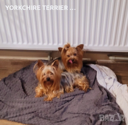 Мини Йоркширски териер йорки, снимка 4 - Йоркширски териер - 54303773