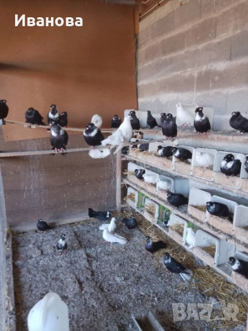 Гълъби декорация и д-р, снимка 10 - Гълъби - 52317736