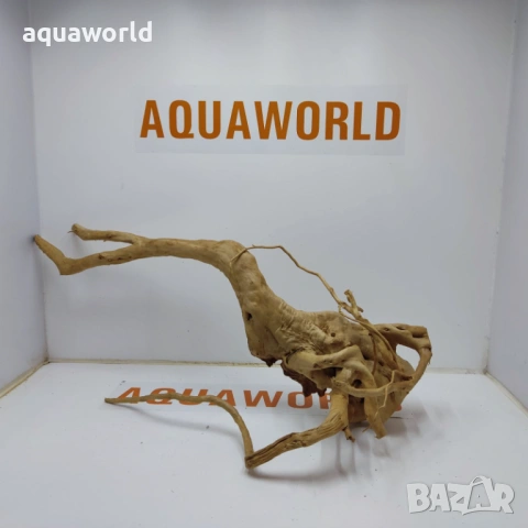 Корен Азалия 16