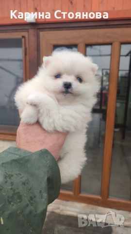 Мъжко померанче