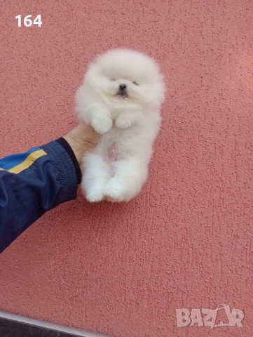 Бяло меченце. Померан. Реални снимки !