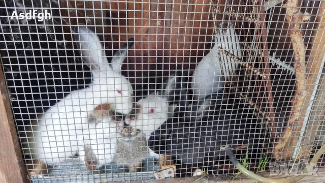 Зайци Калифорнийски зайци, снимка 6 - За гризачи - 51627208