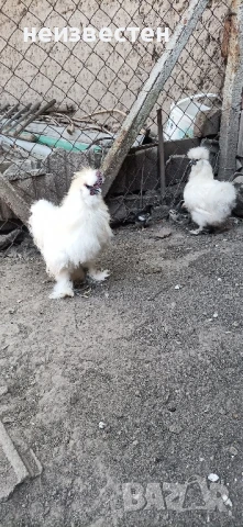 Продавам декоративни птици , снимка 11 - Гълъби - 50857848