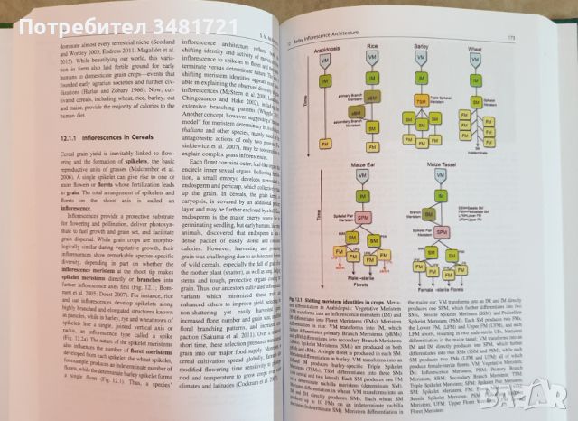 Геномът на ечемика / The Barley Genome, снимка 6 - Специализирана литература - 46497122